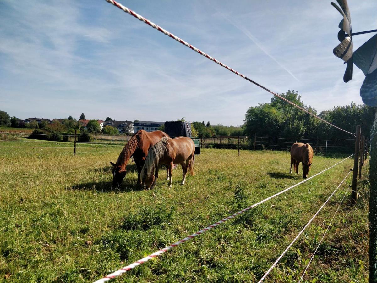 Haus Im Gruenen Villa Bornheim  Buitenkant foto